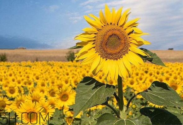 向日葵向什么方向？向日葵的花語(yǔ)是什么