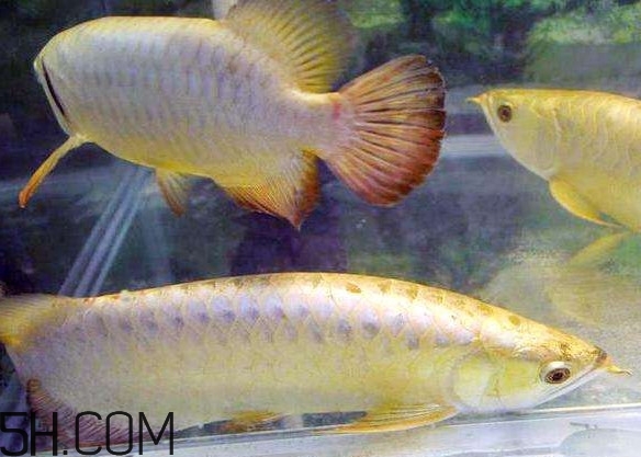 金龍魚有什么寓意？金龍魚有幾個(gè)品種