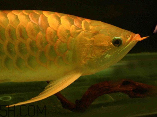 什么魚和金龍魚一起養(yǎng)好？金龍魚怎么養(yǎng)