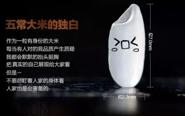 五常大米為什么那么貴？五常大米比一般大米味道好在哪兒