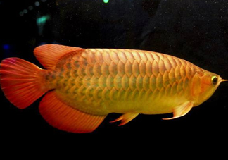 金龍魚能吃嗎？紅龍魚貴還是金龍魚貴