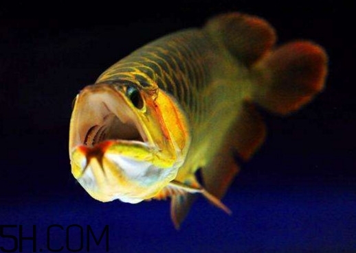 金龍魚有什么寓意？金龍魚有幾個(gè)品種