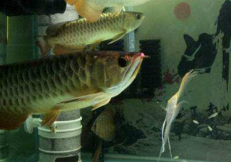 金龍魚是怎么繁殖？養(yǎng)金龍魚有什么講究