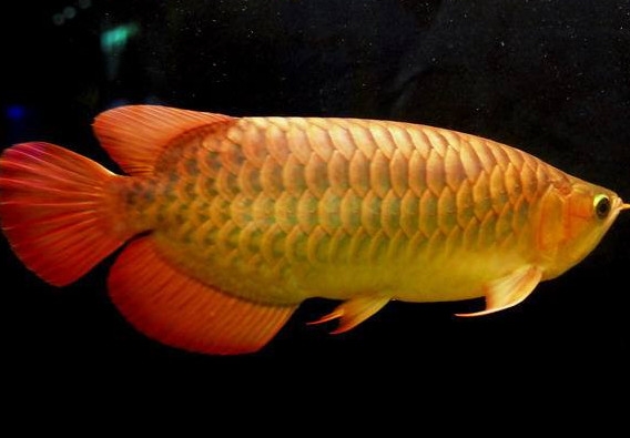 什么魚和金龍魚一起養(yǎng)好？金龍魚怎么養(yǎng)