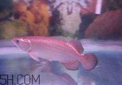 金龍魚是怎么繁殖？養(yǎng)金龍魚有什么講究