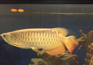 金龍魚是什么魚？金龍魚多少錢一條