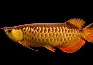 什么魚和金龍魚一起養(yǎng)好？金龍魚怎么養(yǎng)