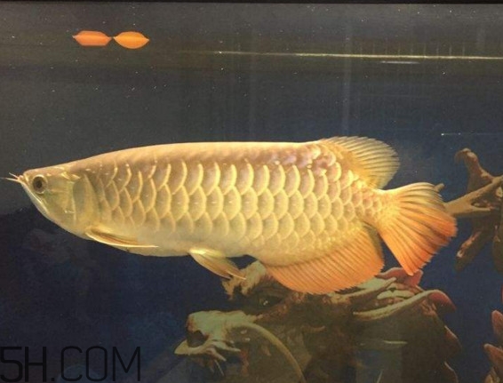 金龍魚是什么魚？金龍魚多少錢一條