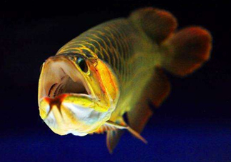金龍魚有什么寓意？金龍魚有幾個(gè)品種