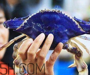 藍色梭子蟹可以吃嗎？梭子蟹蟹腿變藍可以吃嗎