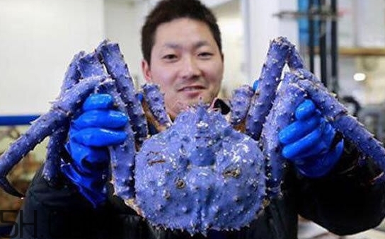 藍色梭子蟹可以吃嗎？梭子蟹蟹腿變藍可以吃嗎