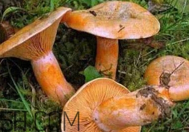 樅樹菌有點霉了能吃嗎？樅樹菌能和皮蛋一起吃嗎