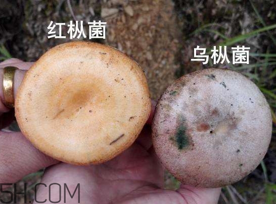 重陽(yáng)菌燉久了營(yíng)養(yǎng)會(huì)流失嗎？重陽(yáng)菌長(zhǎng)霉還能吃嗎