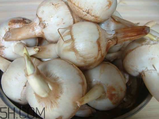慈菇是什么？慈菇怎么吃