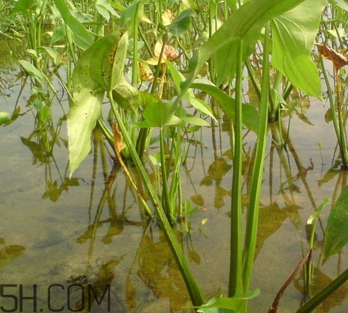 慈菇什么時(shí)候種？慈菇什么季節(jié)有