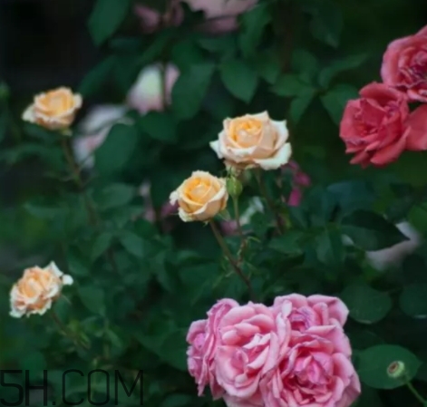 香水工坊茶玫瑰tea rose好聞嗎？tea rose香水有假貨嗎？