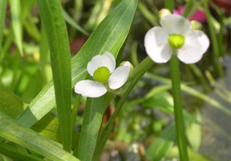 慈菇什么時候種？慈菇什么季節(jié)有