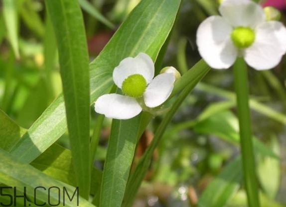 慈菇什么時(shí)候種？慈菇什么季節(jié)有