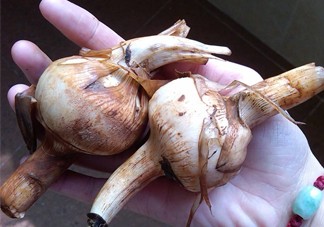 慈菇是什么？慈菇怎么吃