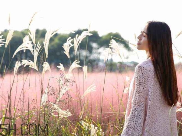 粉黛亂子是什么植物？粉黛亂子草花語