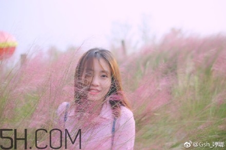 粉黛亂子是什么植物？粉黛亂子草花語