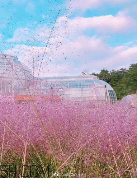 粉黛亂子是什么植物？粉黛亂子草花語