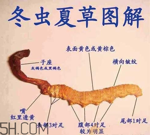 冬蟲夏草有假的嗎？冬蟲夏草不抗癌