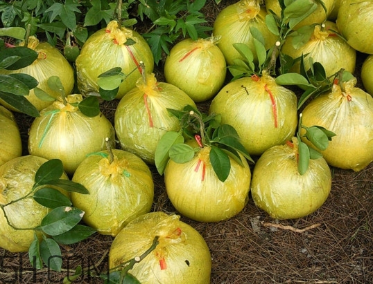 文旦上火嗎？文旦種植環(huán)境條件