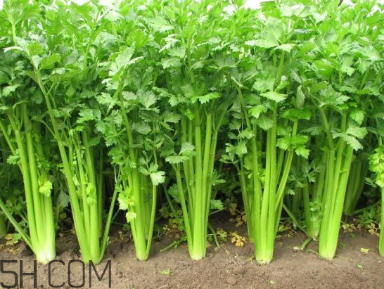 吃什么食物會導(dǎo)致失眠？睡前吃巧克力會導(dǎo)致失眠嗎？