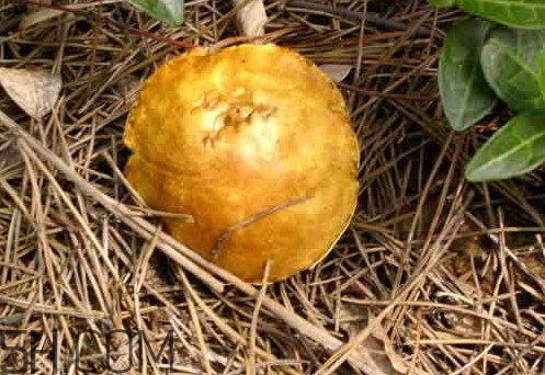 松菇怎么清洗？松菇不能和什么一起吃