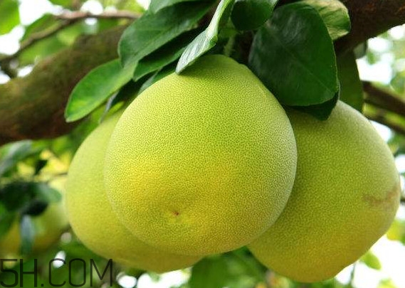 文旦怎么保存？文旦是哪個(gè)地方的特產(chǎn)