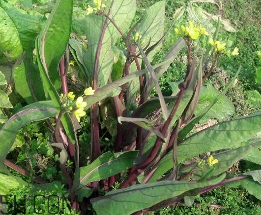 紅菜苔什么時(shí)候播種？紅菜苔什么季節(jié)才能吃