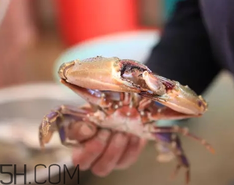 海虹蟹蒸多久才可以熟？海虹蟹蒸多長時間