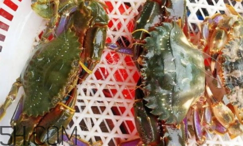 海虹蟹好吃嗎？海虹蟹多少錢一斤