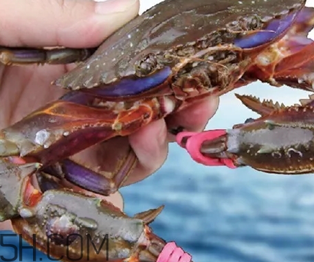 海虹蟹好吃嗎？海虹蟹多少錢一斤