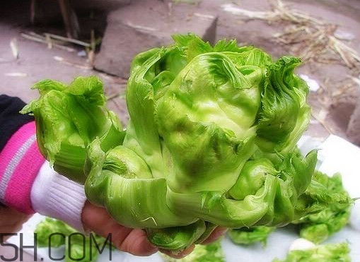 兒菜怎么種？兒菜怎么腌制