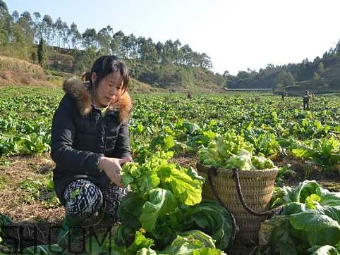 兒菜怎么種？兒菜怎么腌制