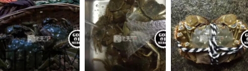 菜蟹是什么蟹？菜蟹的營養(yǎng)價值與功效
