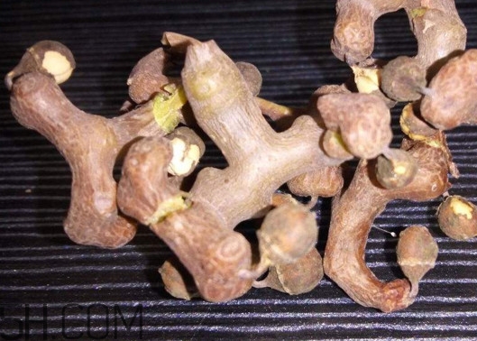 雞爪梨解酒是真的嗎？雞爪梨種下幾年能開花結果