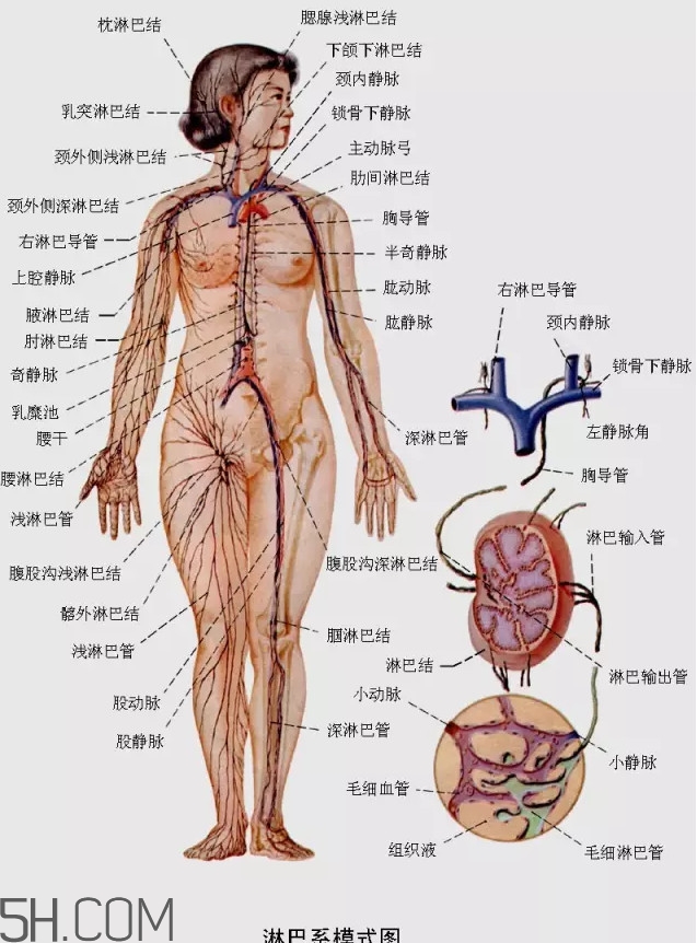 淋巴癌最嚴(yán)重時(shí)會成什么樣子？淋巴瘤能治好嗎