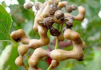 雞爪梨解酒是真的嗎？雞爪梨種下幾年能開花結(jié)果