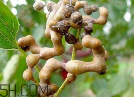 雞爪梨解酒是真的嗎？雞爪梨種下幾年能開花結果