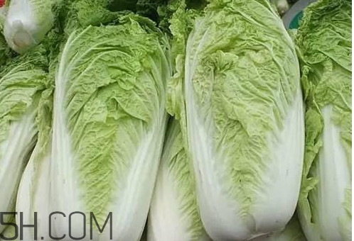冬儲大白菜怎么才不會壞？冬儲大白菜什么時候上市