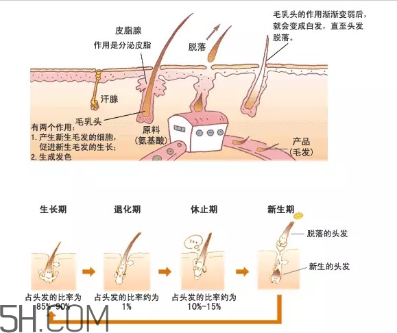禿頂了還能長出頭發(fā)嗎？禿頂和性欲太強(qiáng)是不是有關(guān)