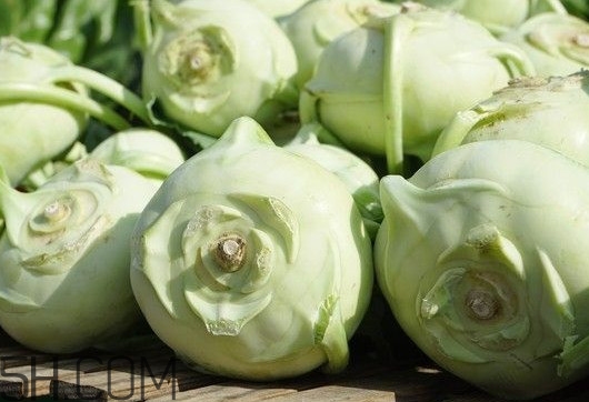 大頭菜是發(fā)物嗎？大頭菜是卷心菜嗎