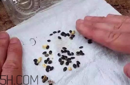 百香果的皮有什么作用？百香果籽可以種嗎