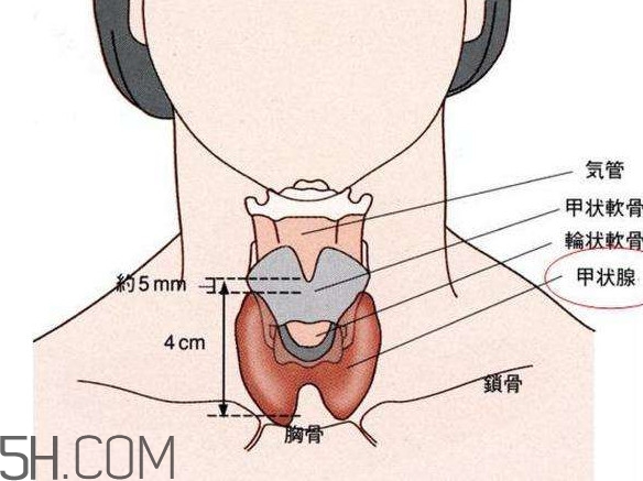 甲狀腺結(jié)節(jié)掛什么科？甲狀腺結(jié)節(jié)可以懷孕嗎