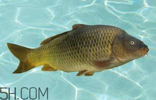 野生黃河鯉魚(yú)多少錢(qián)一斤？黃河鯉魚(yú)有幾根須