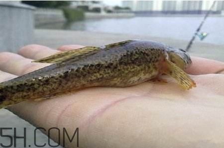 松江鱸魚能長(zhǎng)多大？塘鱧魚和松江鱸魚有什么區(qū)別