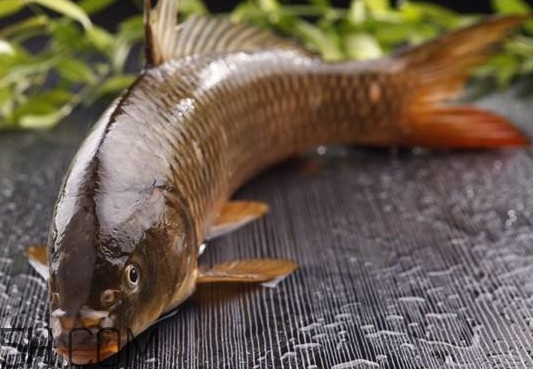 野生黃河鯉魚(yú)多少錢(qián)一斤？黃河鯉魚(yú)有幾根須